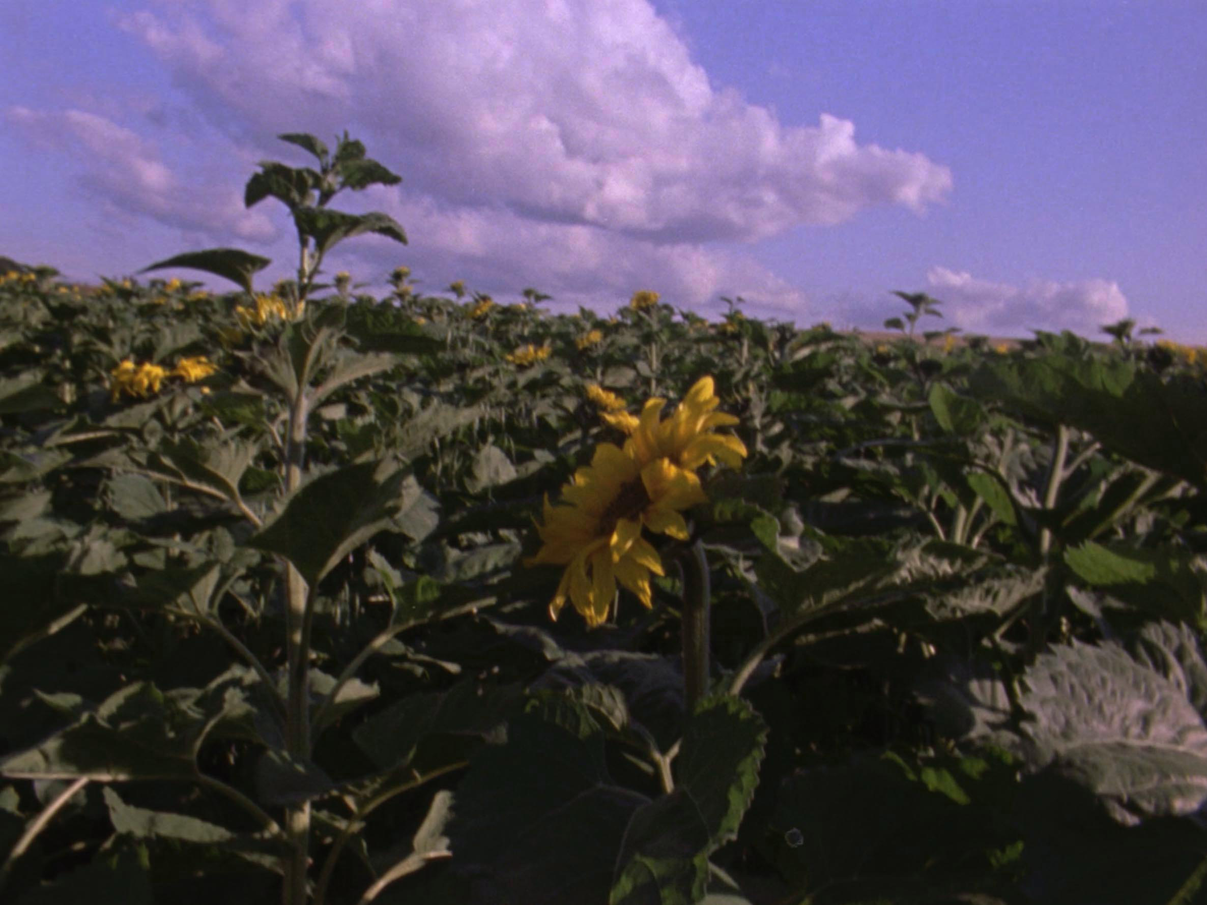 16 mm film still: a field of sunflowers
