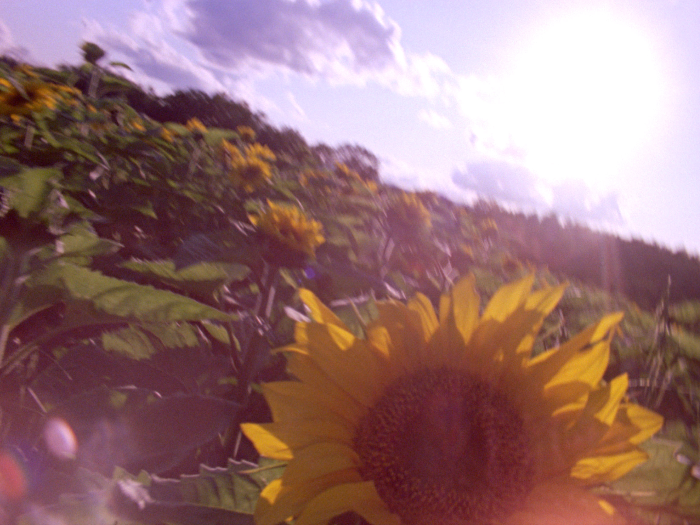 16 mm film still: a field of sunflowers